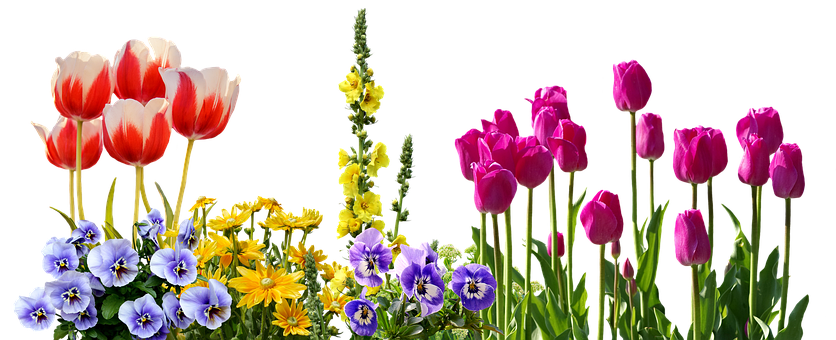 Colorful Spring Flowers Arrangement PNG