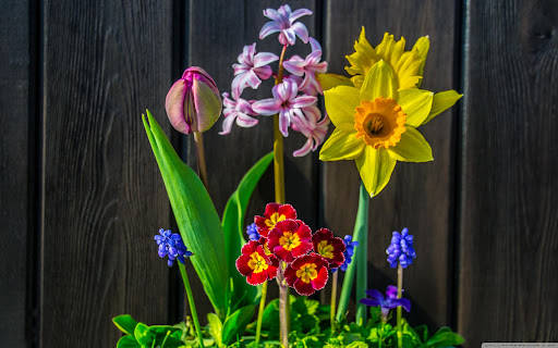 Decoraciónde Flores Coloridas De Primavera Fondo de pantalla