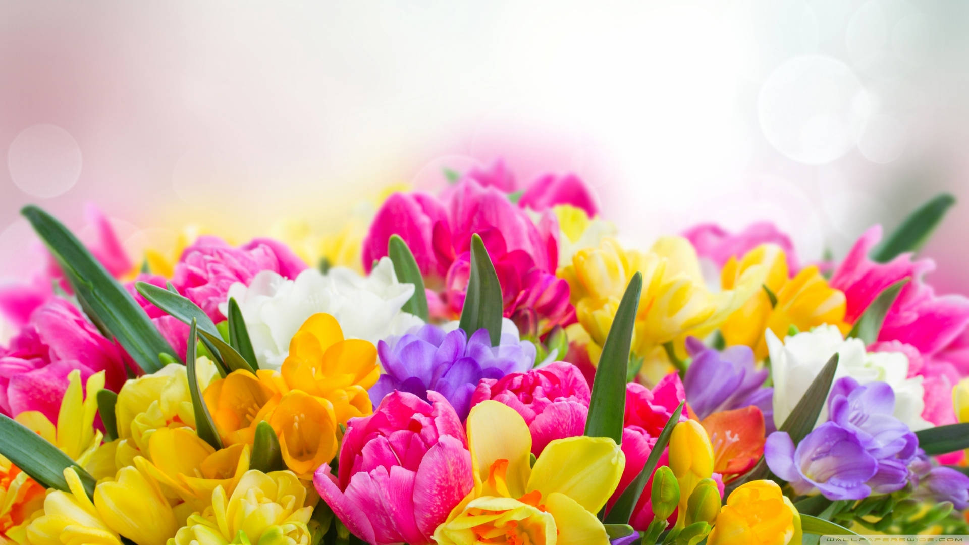 Floresprimaverales Coloridas Con Enfoque De Fotografía. Fondo de pantalla