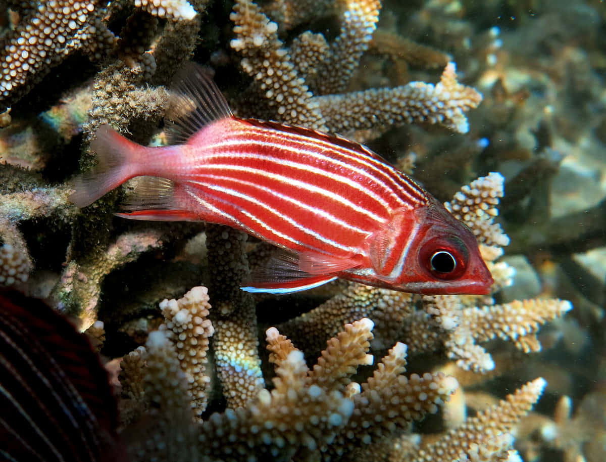 Colorful Squirrelfish Swimming Among Coral Reefs Wallpaper