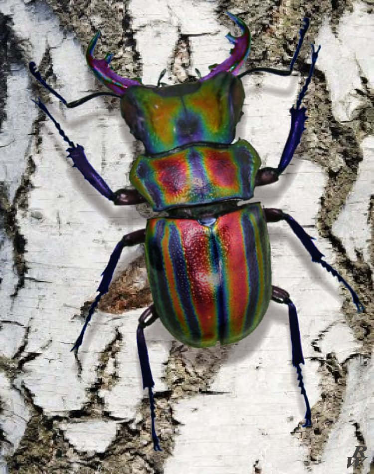 Colorful_ Stag_ Beetle_on_ Bark.jpg Wallpaper
