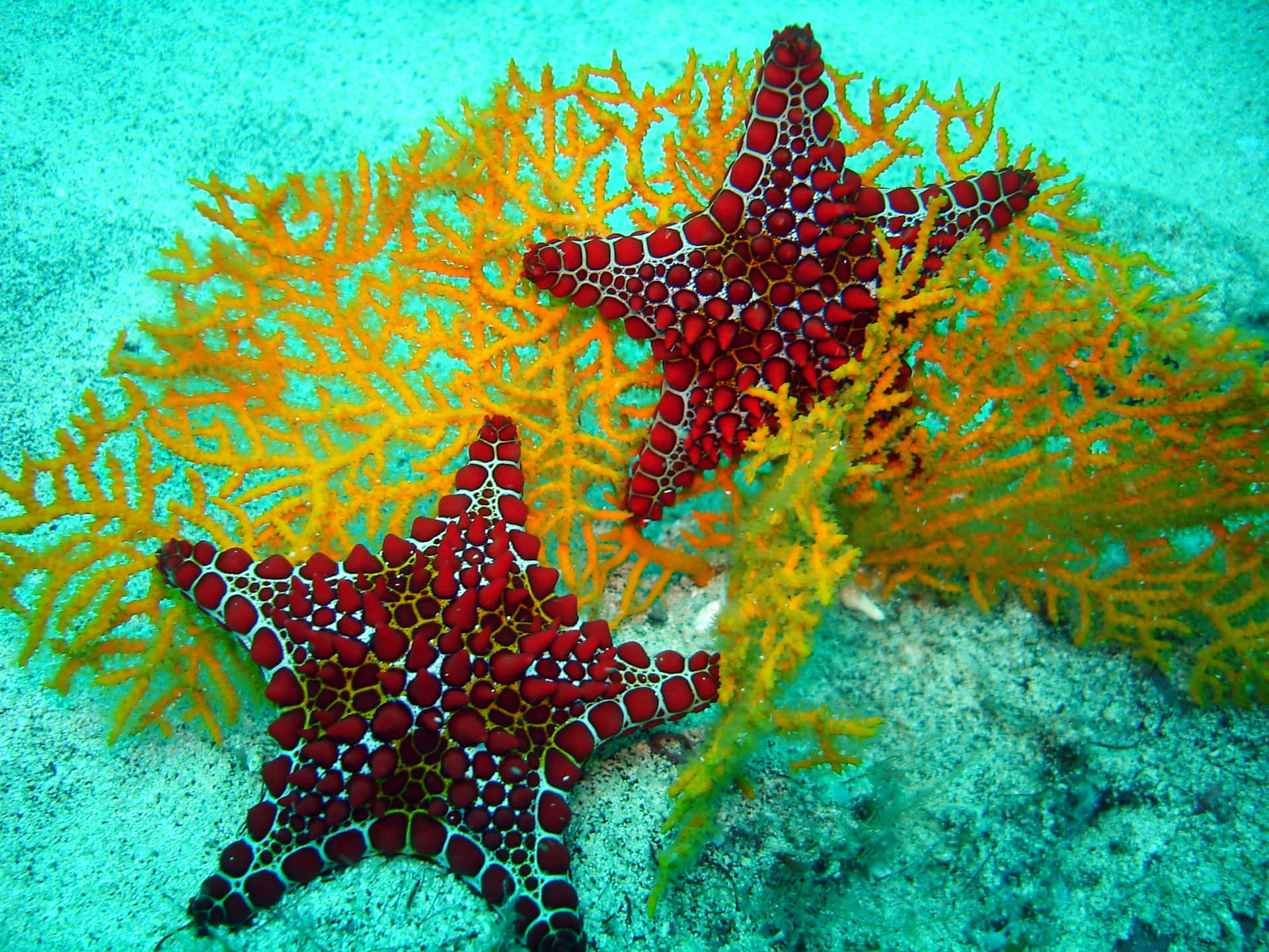 Colorful_ Starfish_and_ Coral_ Reef Wallpaper