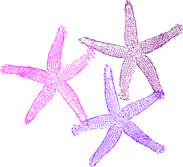 Colorful Starfish Clipart PNG