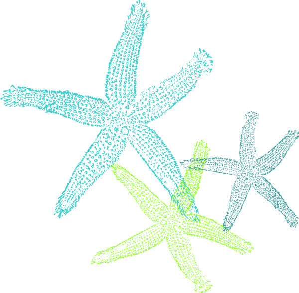 Colorful Starfish Illustration PNG