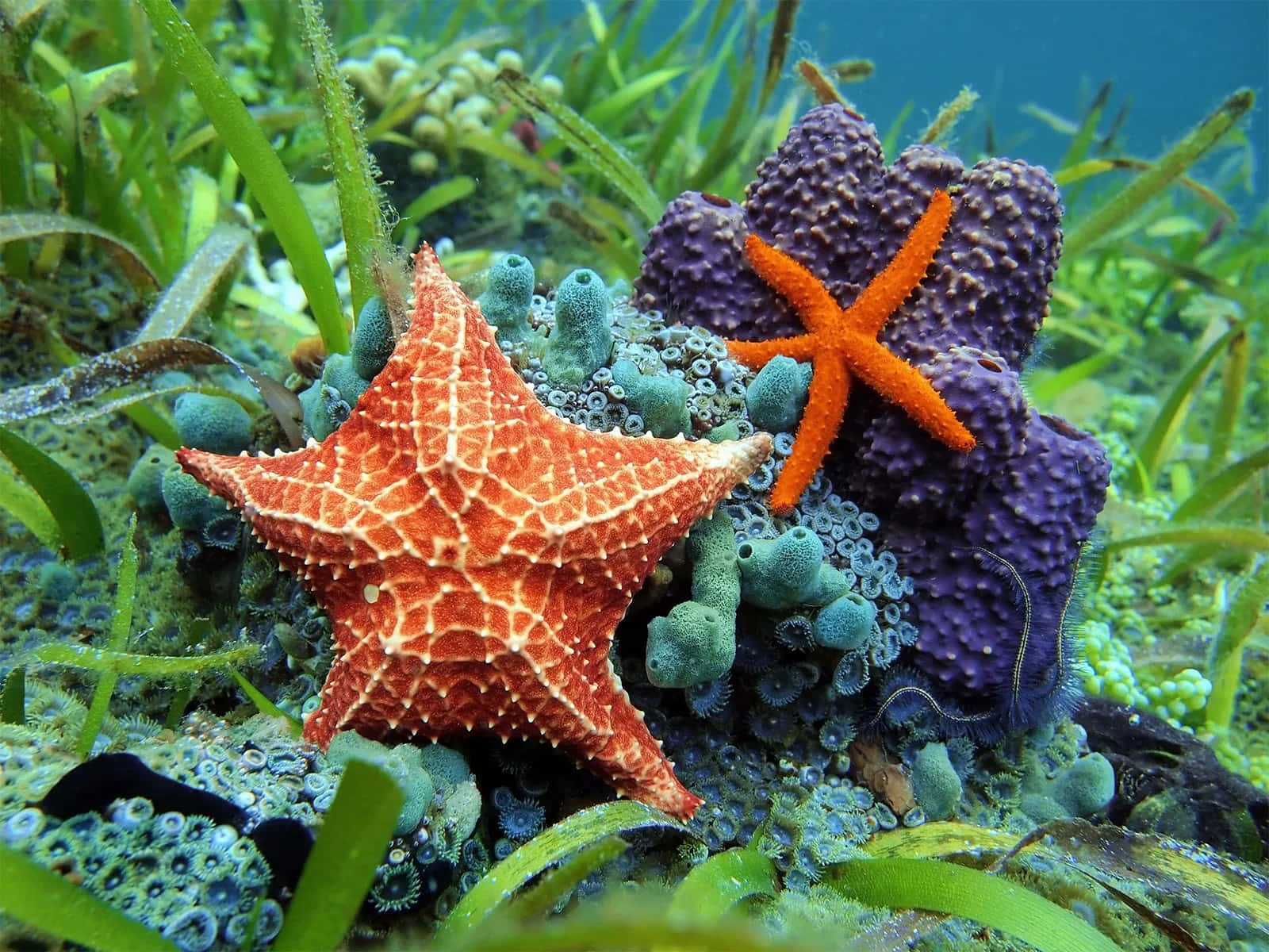 Colorful_ Starfish_ Underwater_ Scene Wallpaper