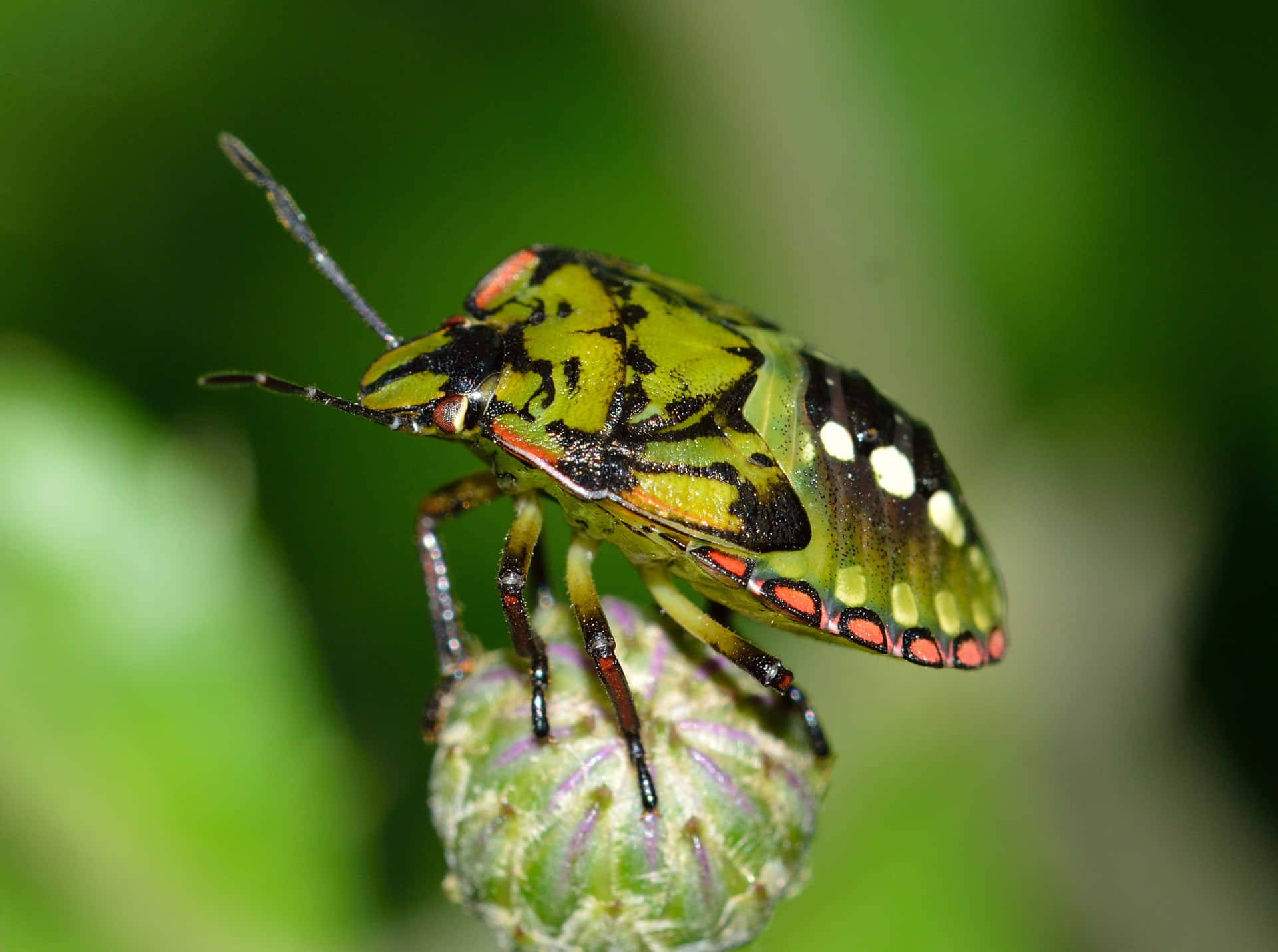 Colorful_ Stink_ Bug_ Closeup.jpg Wallpaper