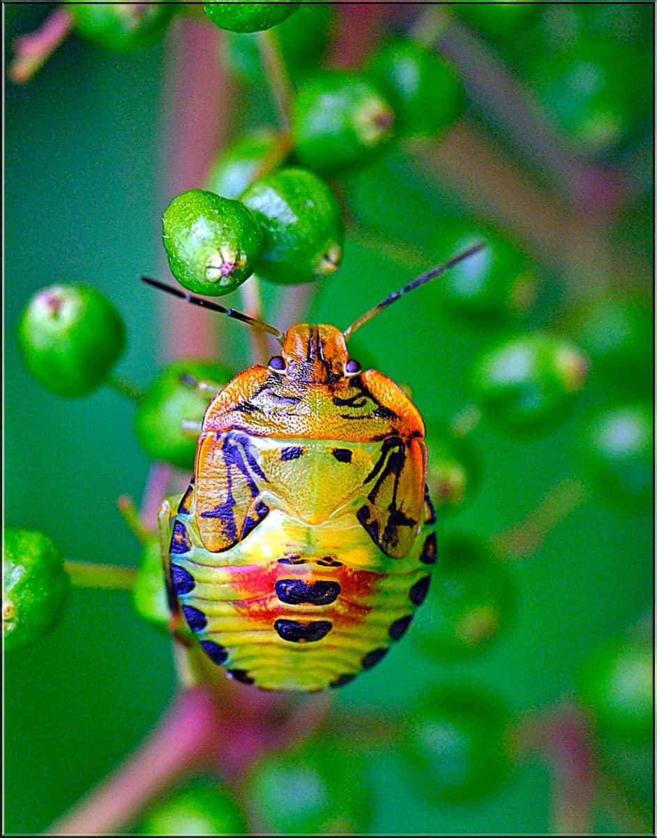 Colorful Stink Bug On Green Plant Wallpaper
