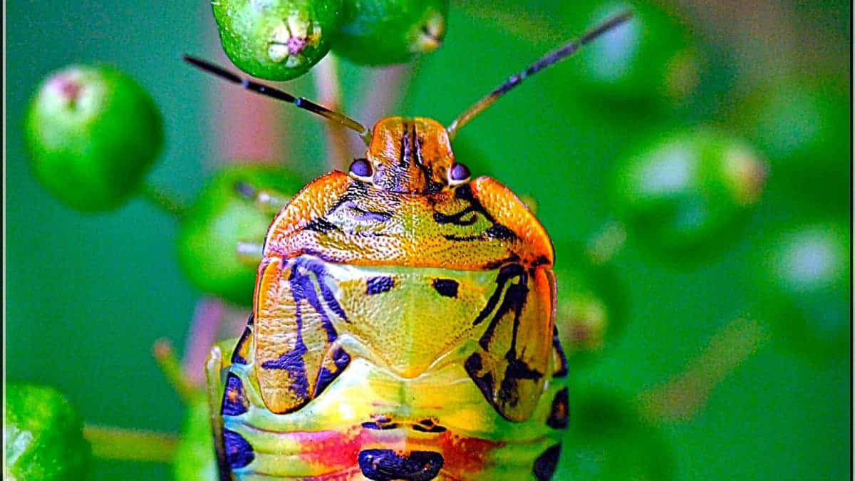 Colorful Stink Bug On Greenery.jpg Wallpaper