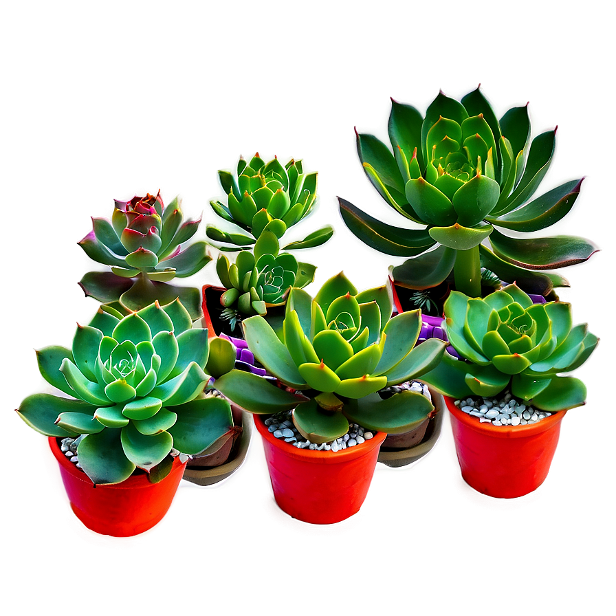 Colorful Succulents Mix Png Qqj25 PNG