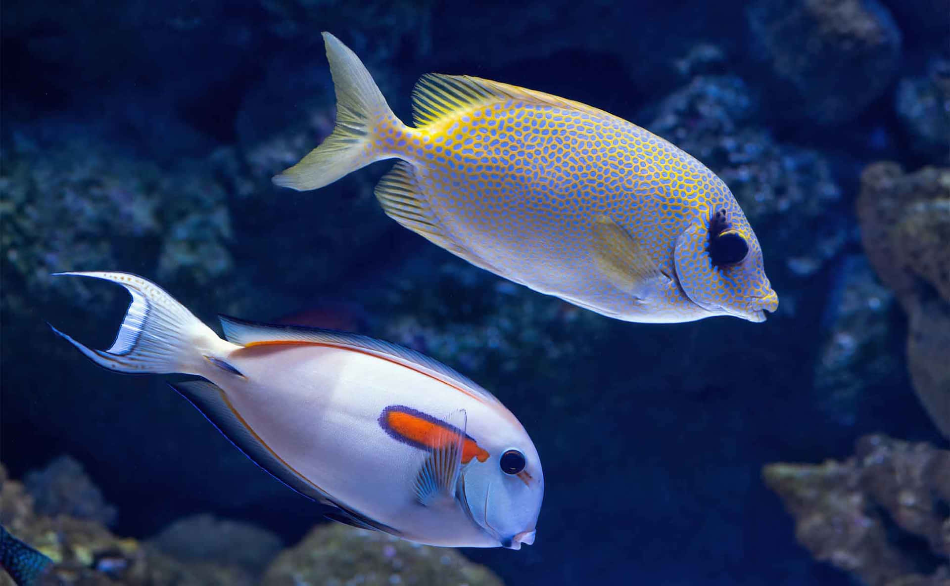 Colorful Surgeonfish Underwater Scene Wallpaper