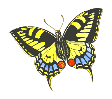 Colorful Swallowtail Butterfly Illustration PNG