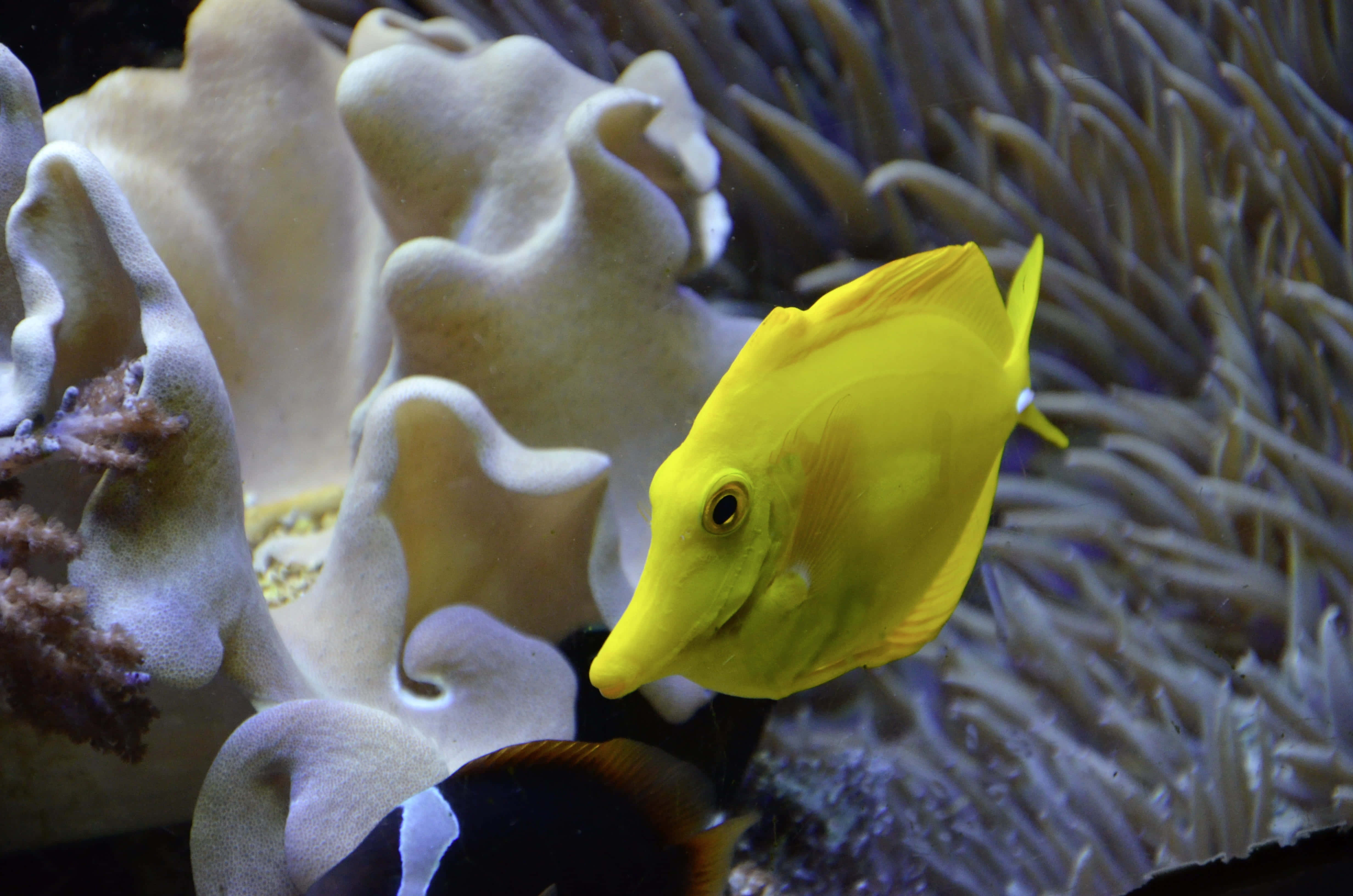 Colorful Swim: A Bright Blue Surgeonfish In Tropical Waters Wallpaper