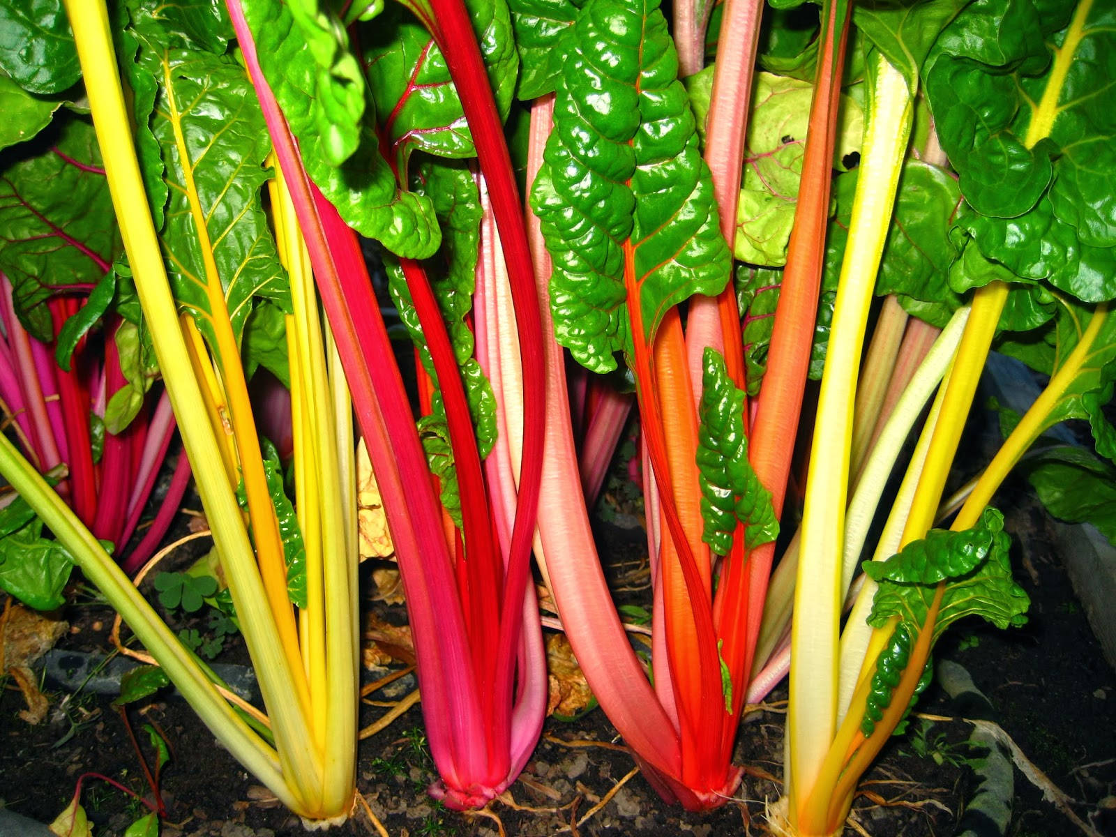 Colorful Swiss Chard Vegetable Plant Wallpaper