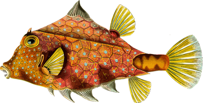 Colorful Thornback Cowfish Illustration PNG