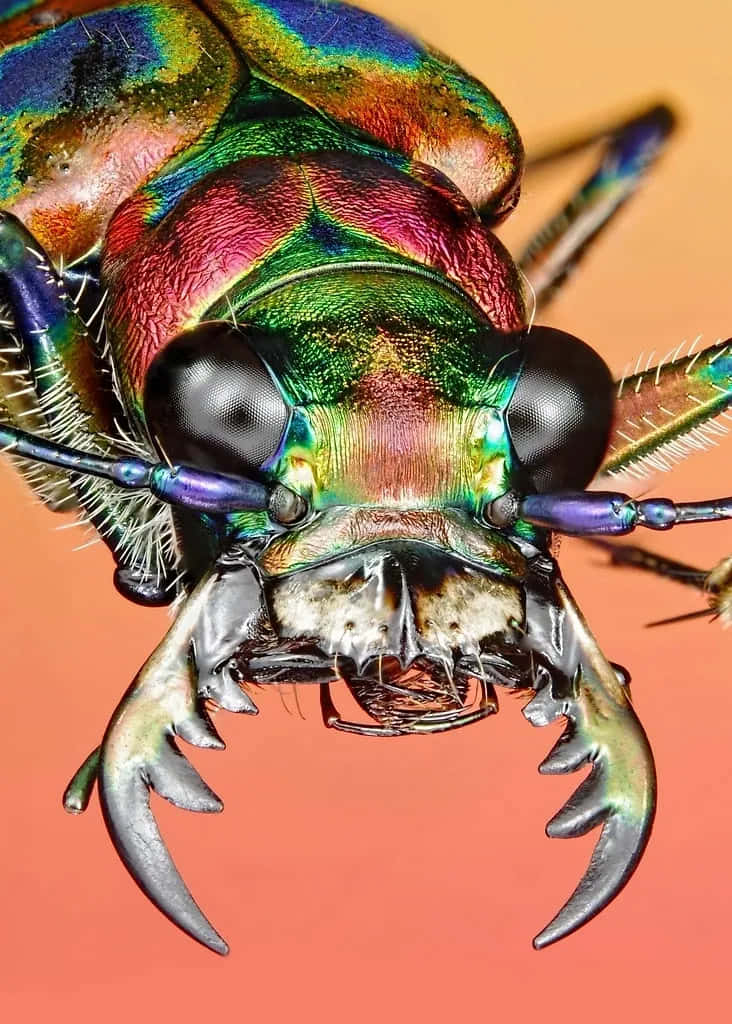 Colorful Tiger Beetle Closeup Wallpaper