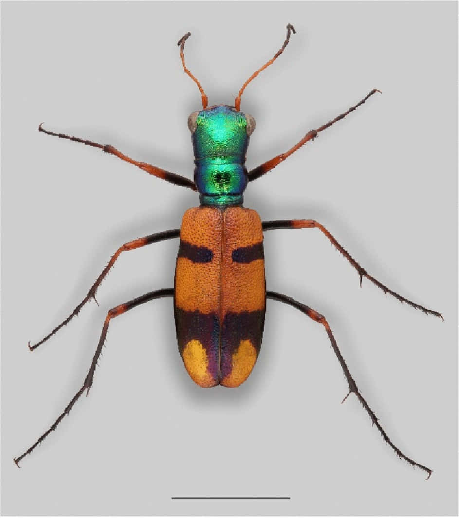 Colorful_ Tiger_ Beetle_ Top_ View Wallpaper