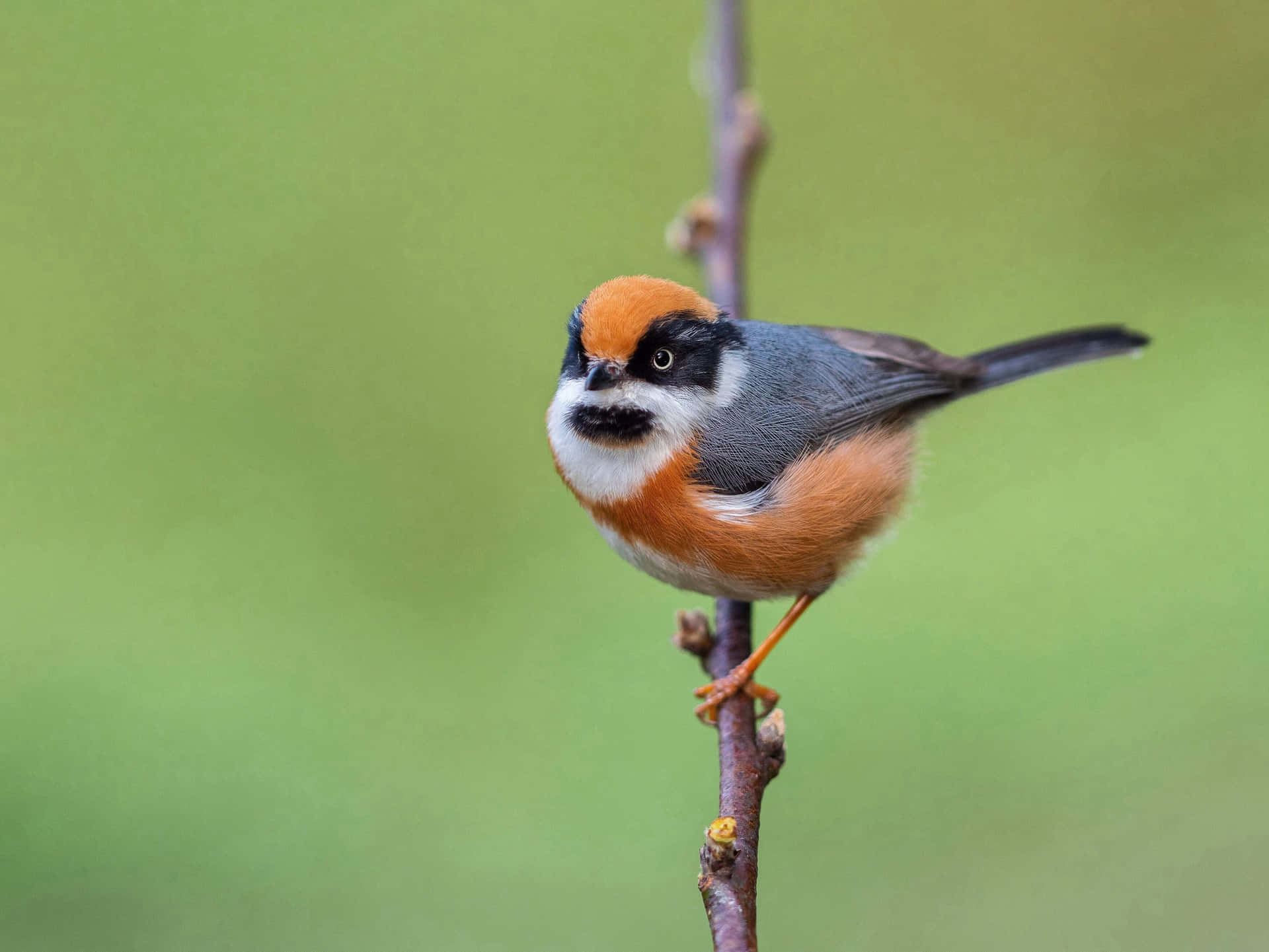 Colorful Titmouseon Branch Wallpaper