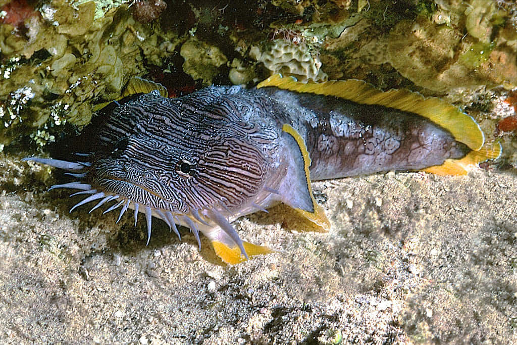 Colorful Toadfish Resting On Seabed.jpg Wallpaper