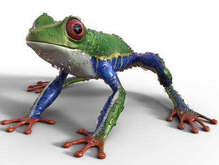 Colorful Tree Frog Black Background PNG