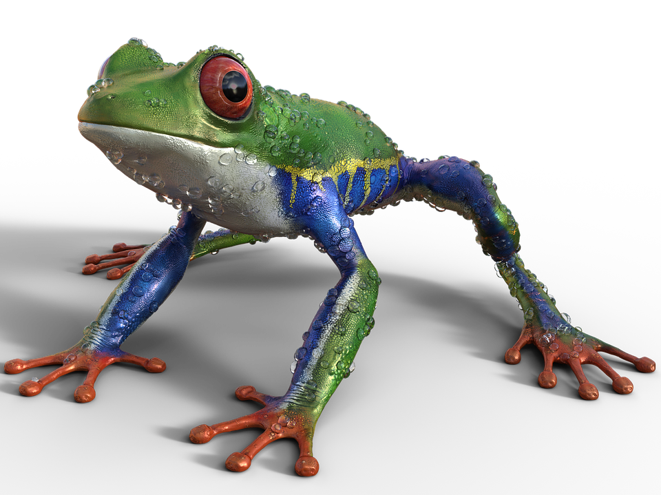 Colorful Tree Frog Illustration PNG