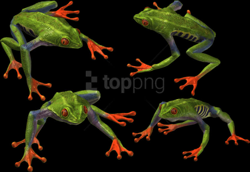 Colorful Tree Frogs Black Background PNG