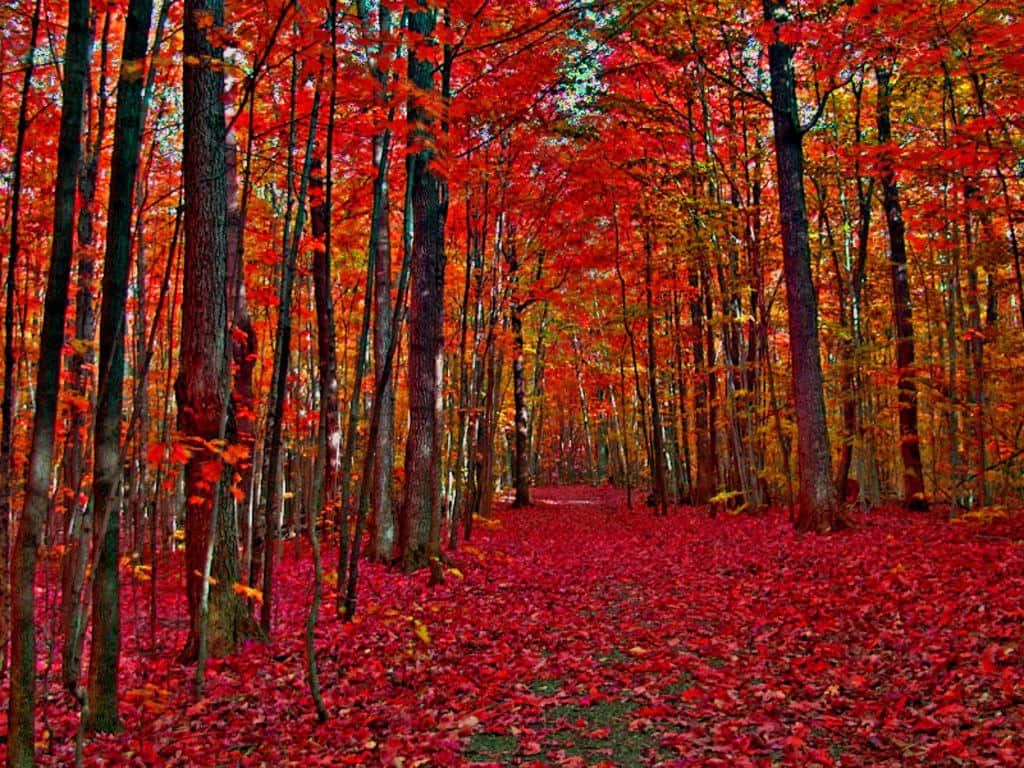 Vibrant and Colorful Trees in Nature Wallpaper