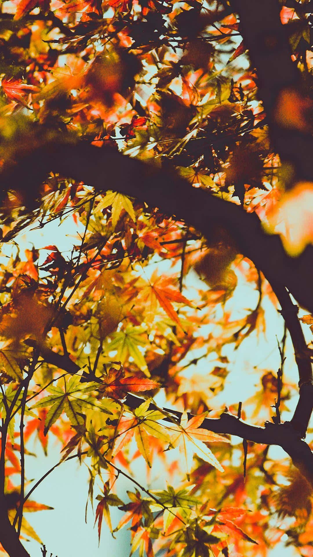Vibrant Autumn Colors of Trees Wallpaper