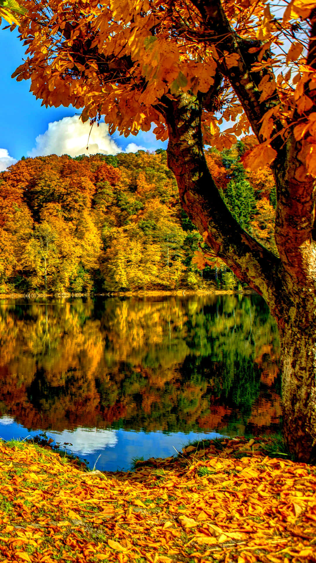 Enchanting Autumn Forest Scene Wallpaper