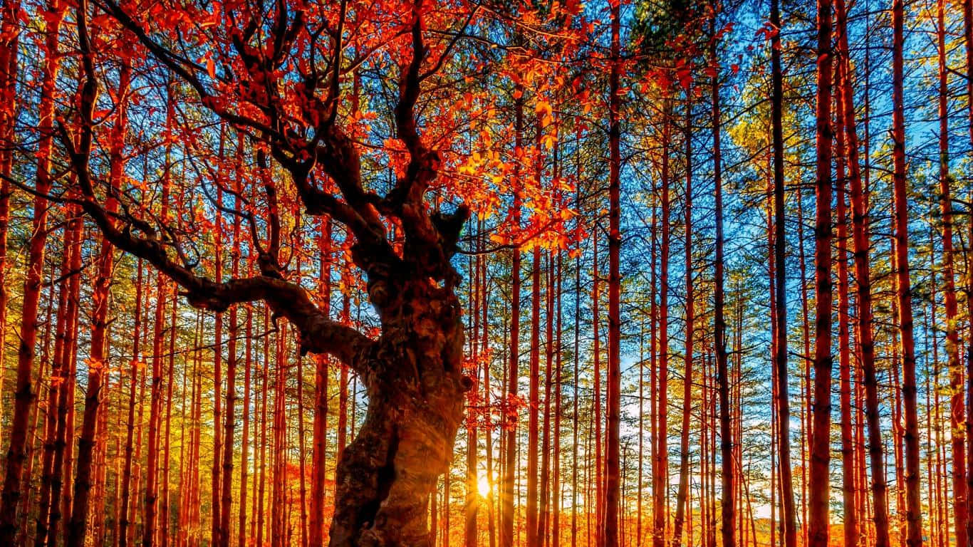 Colorful Trees in Autumn Forest Wallpaper