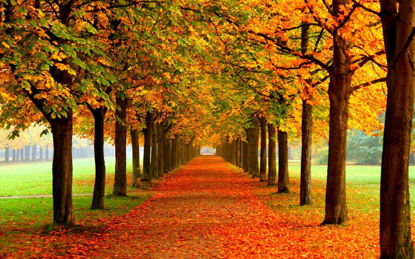 Vibrant Autumn Forest Wallpaper