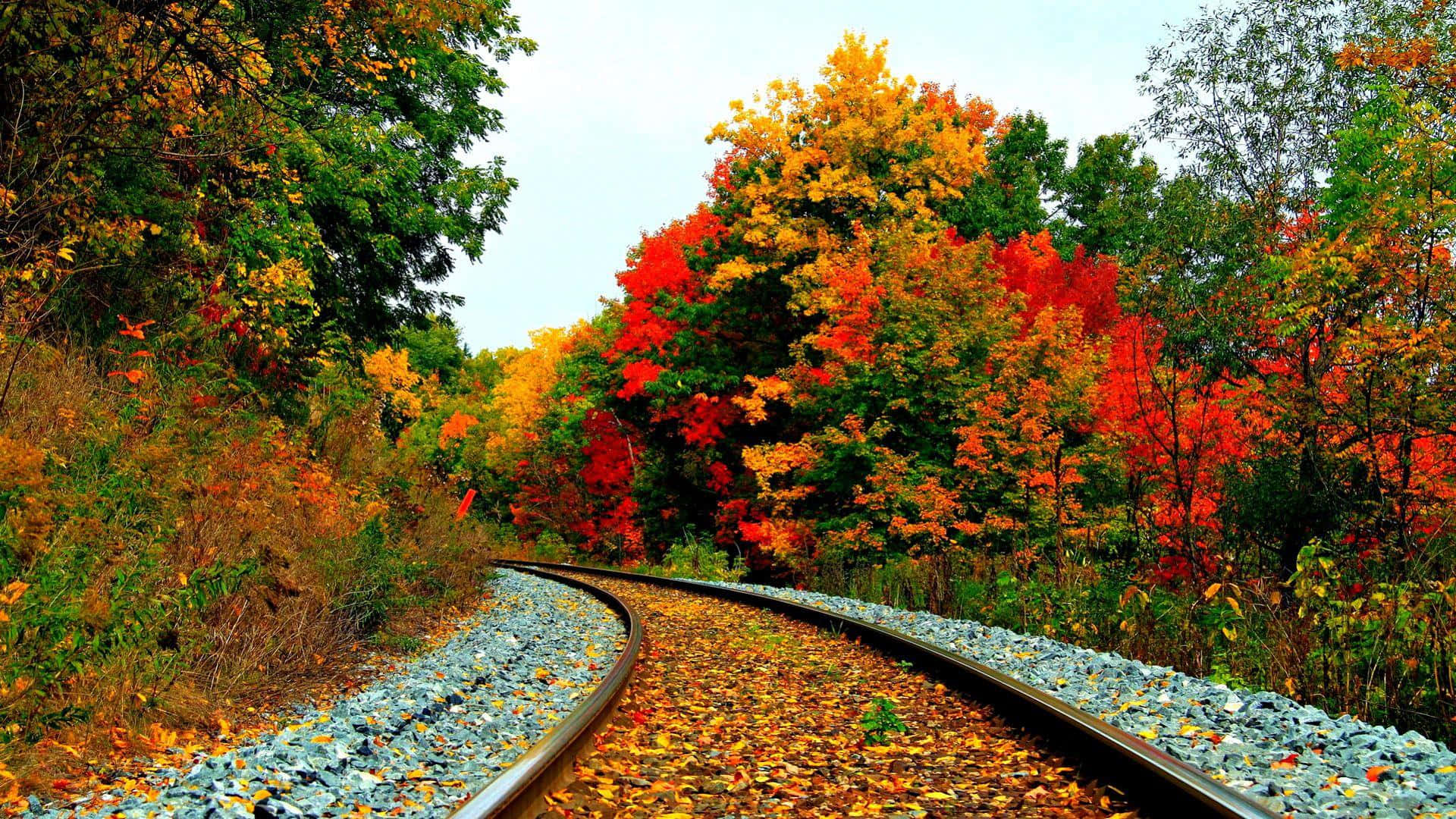 Majestic Colorful Trees in Autumn Landscape Wallpaper