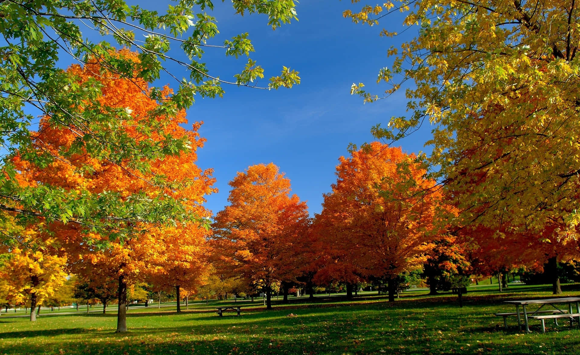Majestic Colorful Trees in Autumn Splendor Wallpaper