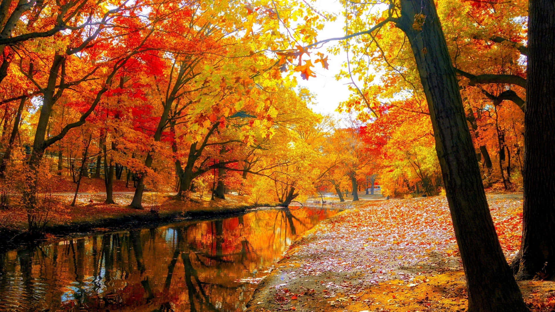 Spectacular Colorful Trees in Full Bloom Wallpaper