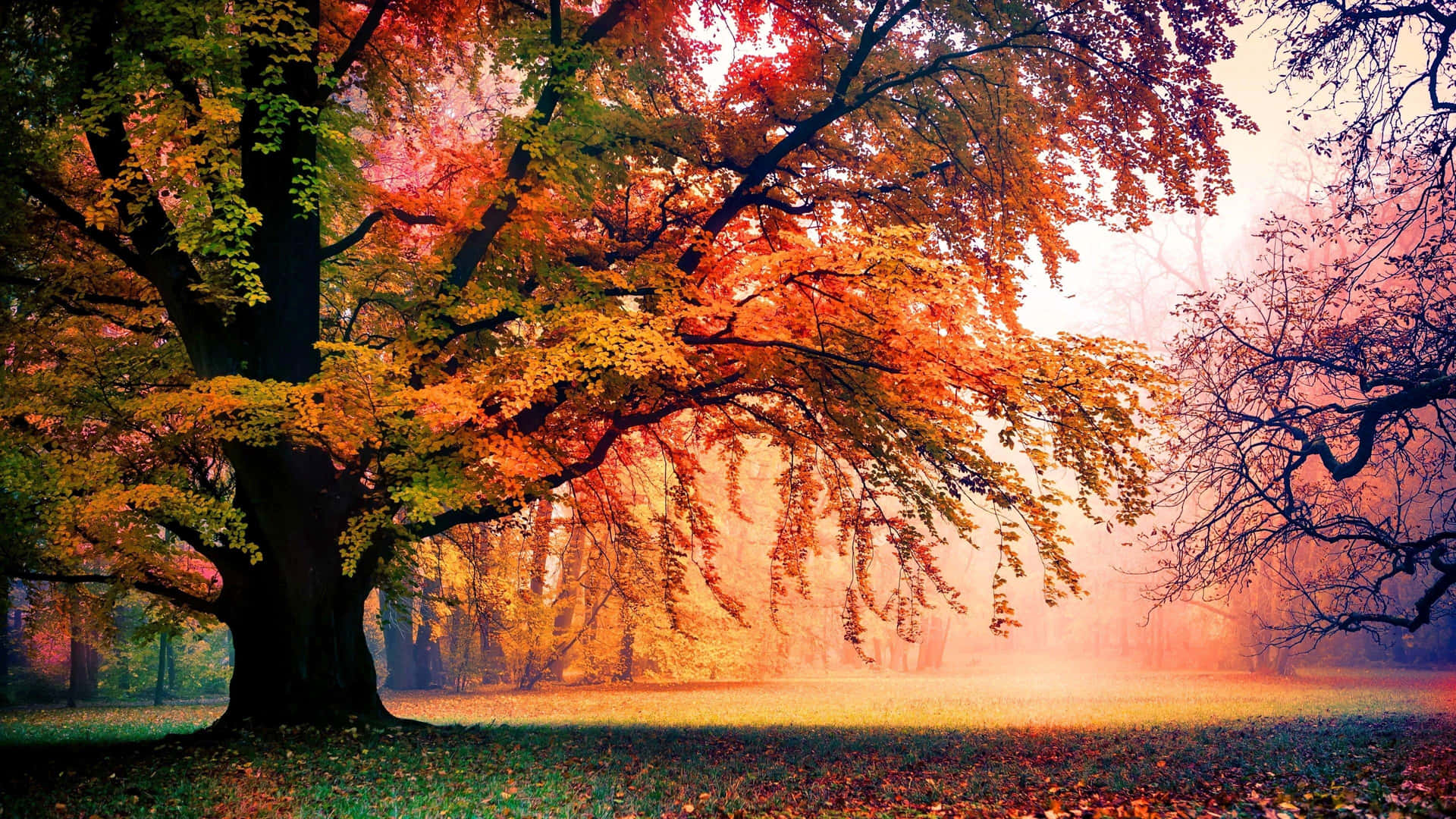 Stunning Scenery of Vibrant Colorful Trees Wallpaper