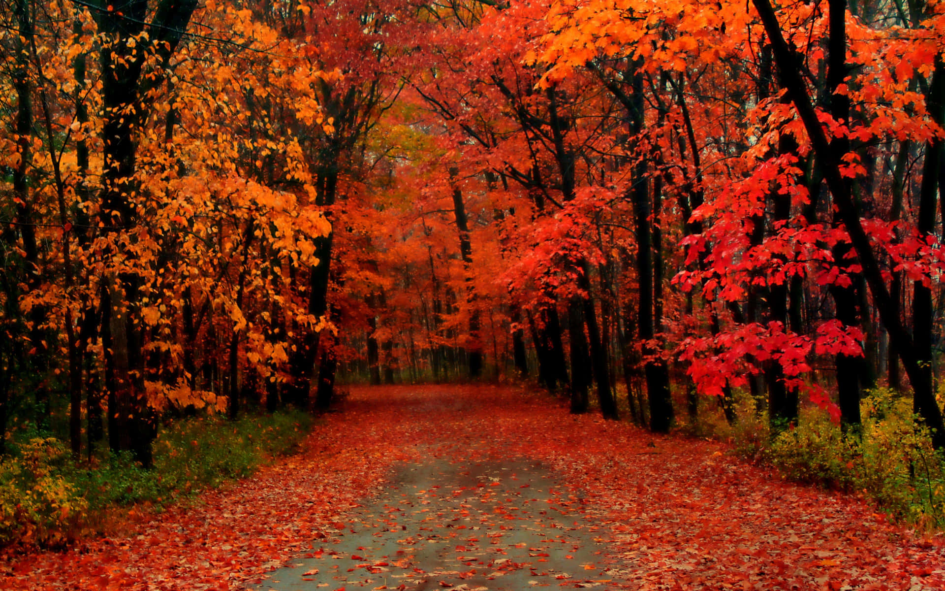 Stunning Colorful Trees in Autumn Landscape Wallpaper