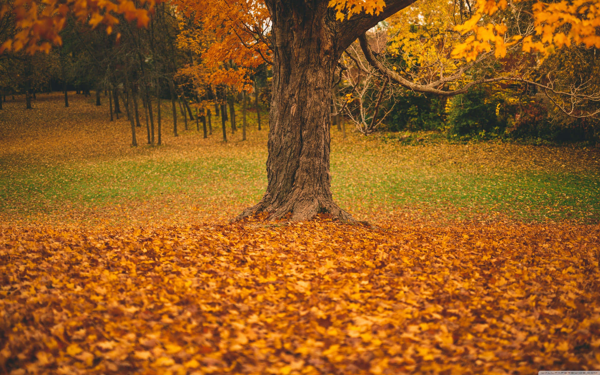 Vibrant Forest Landscape Wallpaper