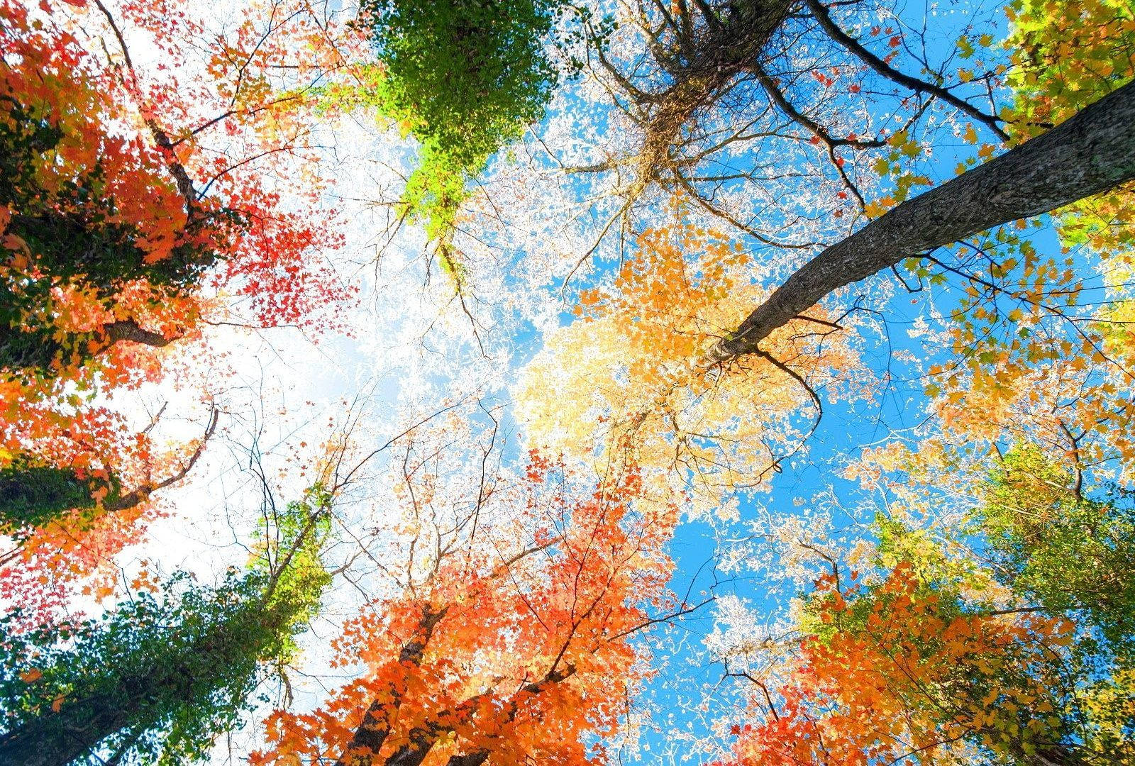 Colorful Trees During Seasons Wallpaper