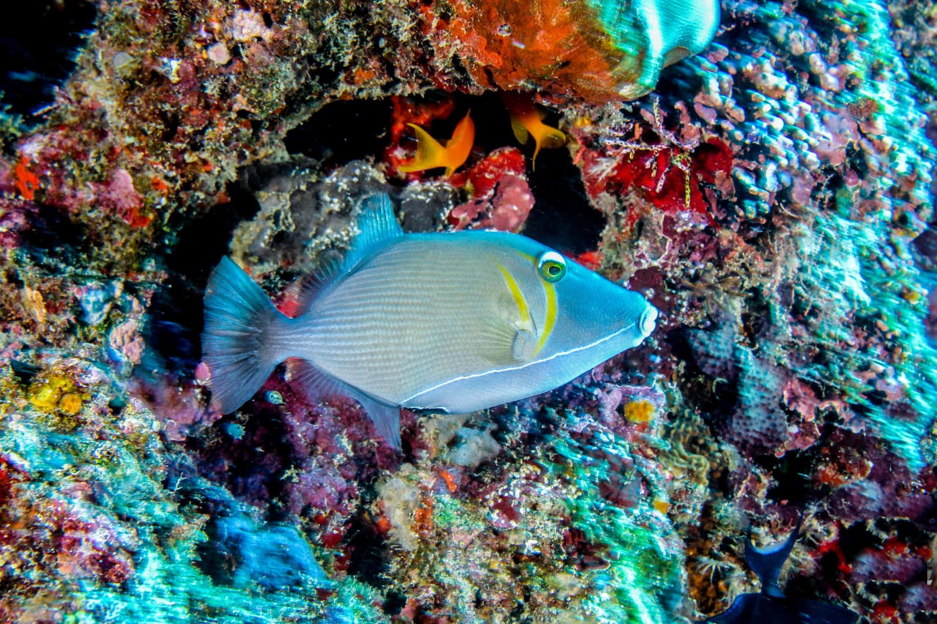 Colorful Triggerfish Coral Reef Wallpaper