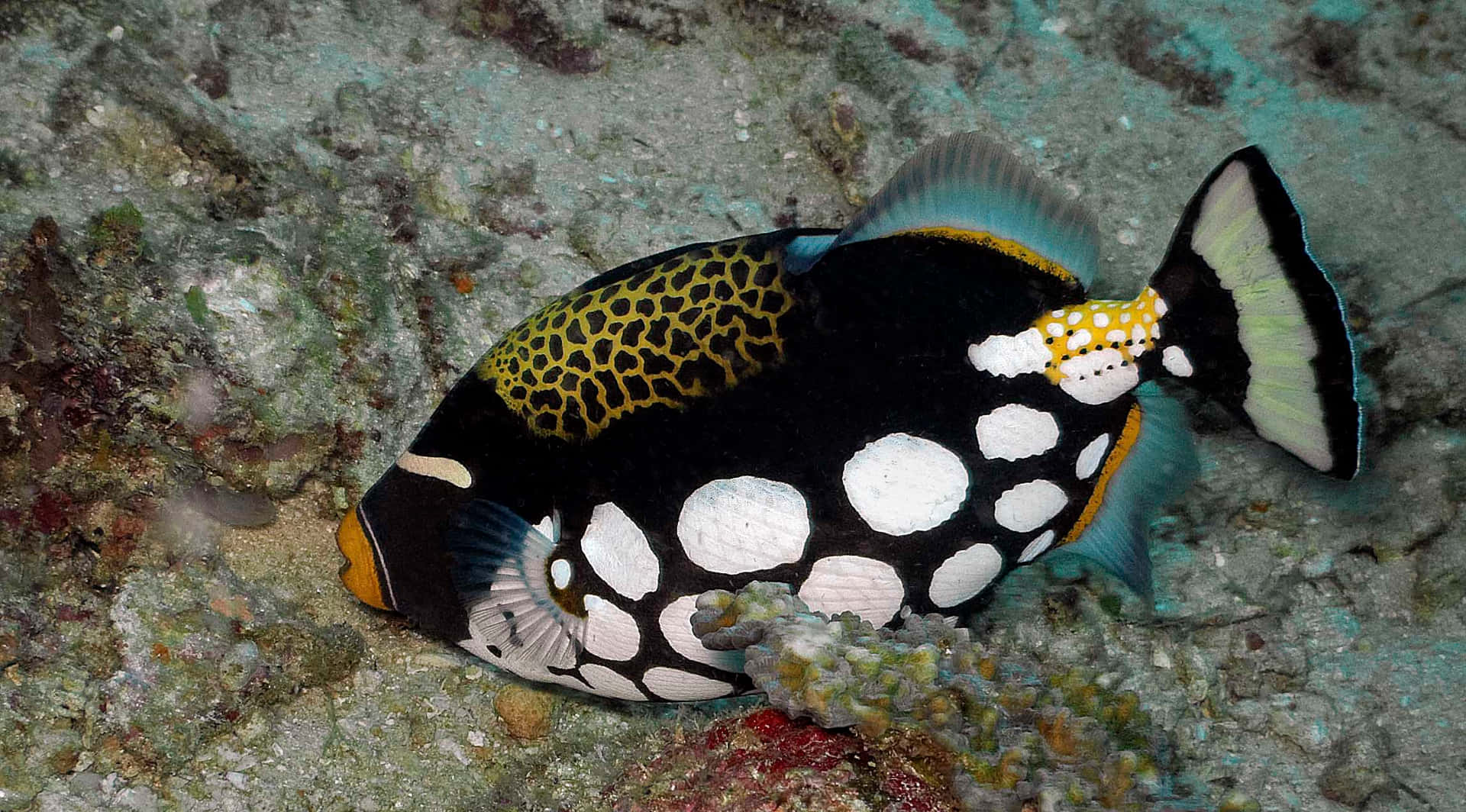 Colorful Triggerfish On Coral Reef Wallpaper