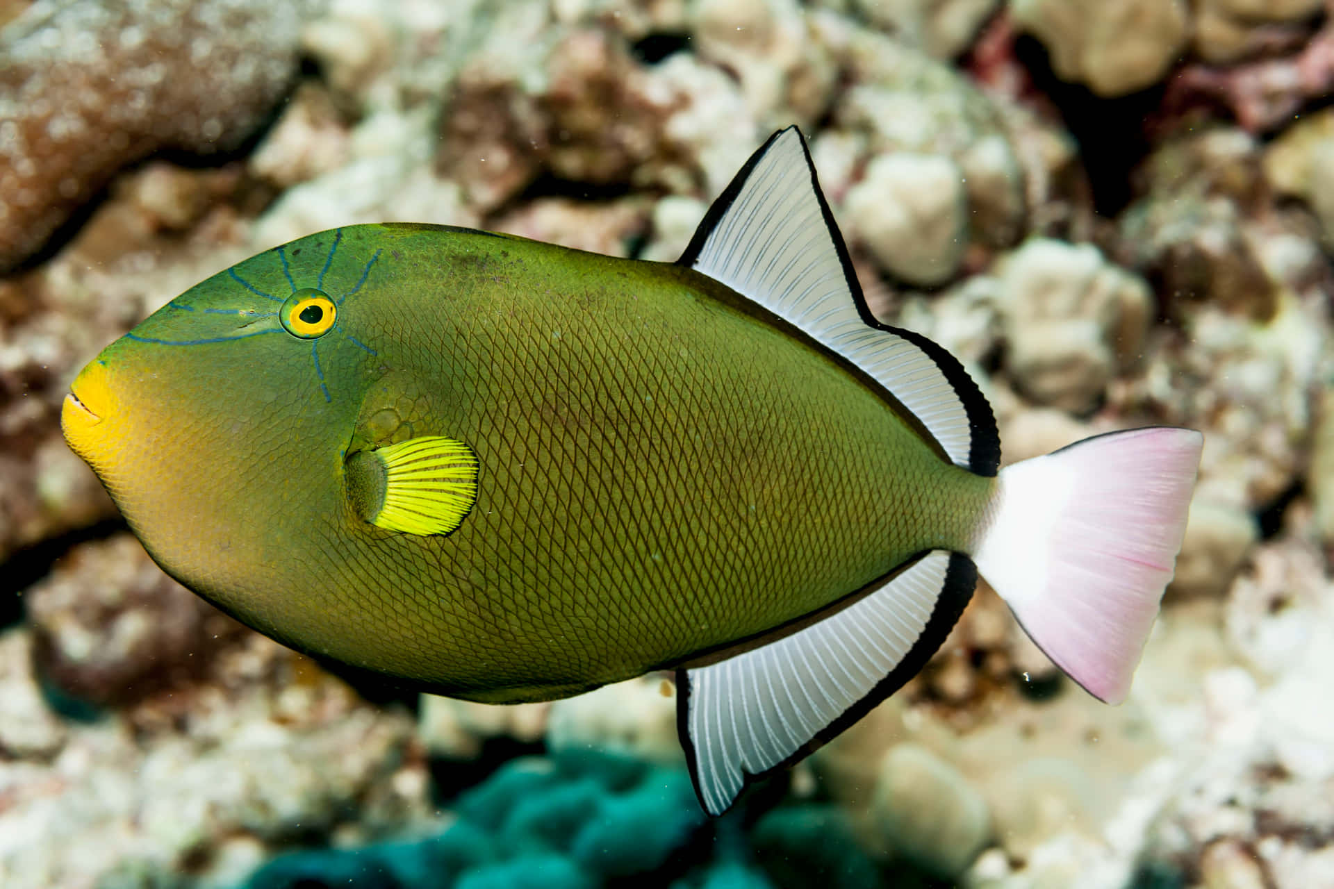 Colorful Triggerfish Swimming Wallpaper