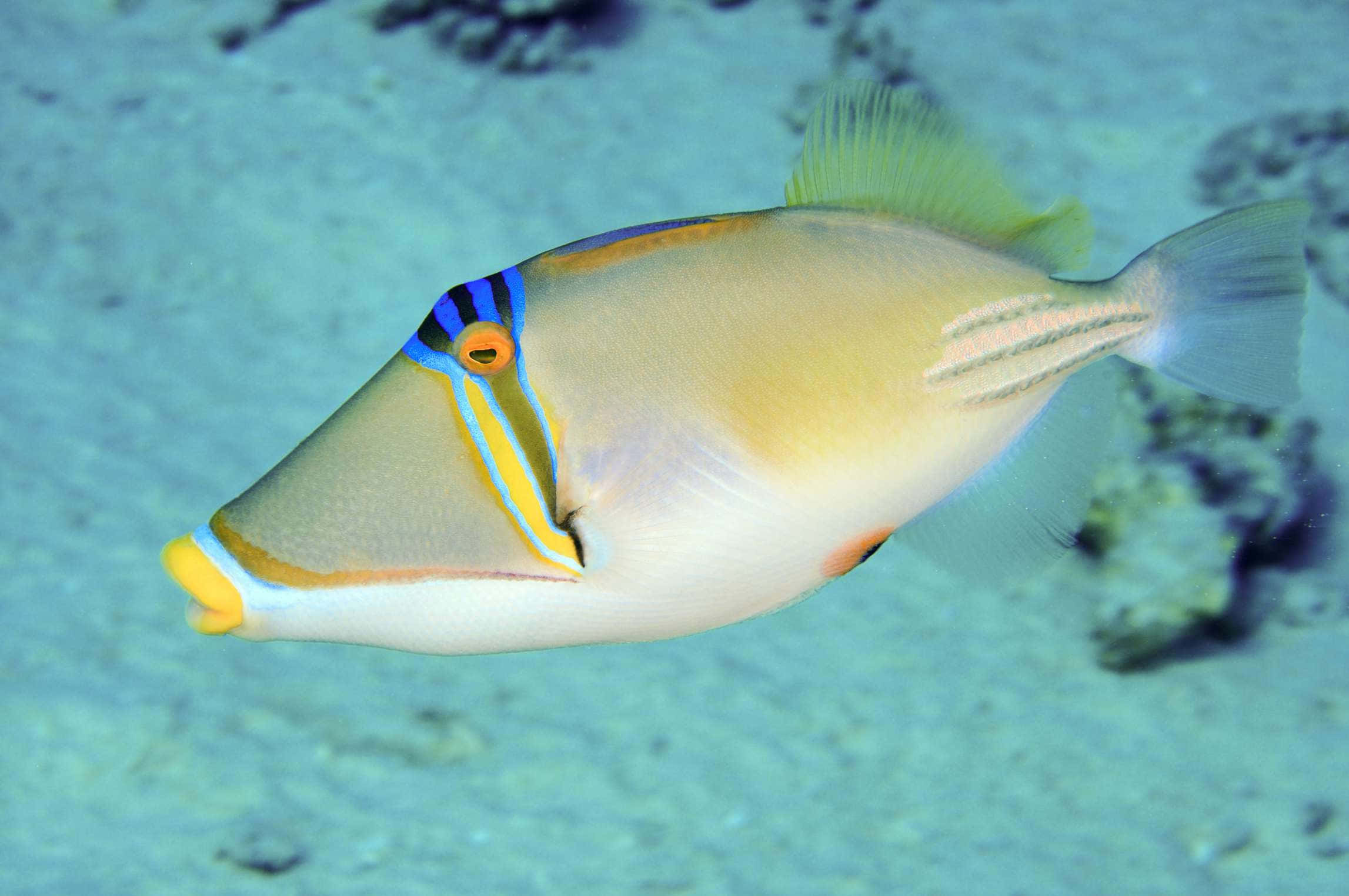 Colorful Triggerfish Swimming In Tropical Waters Wallpaper