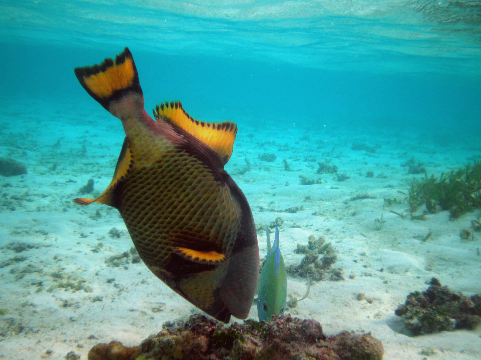 Colorful Triggerfish Swimming Underwater.jpg Wallpaper