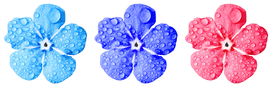 Colorful Trioof Water Droplet Flowers PNG