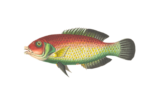 Colorful_ Tropical_ Fish_ Illustration PNG