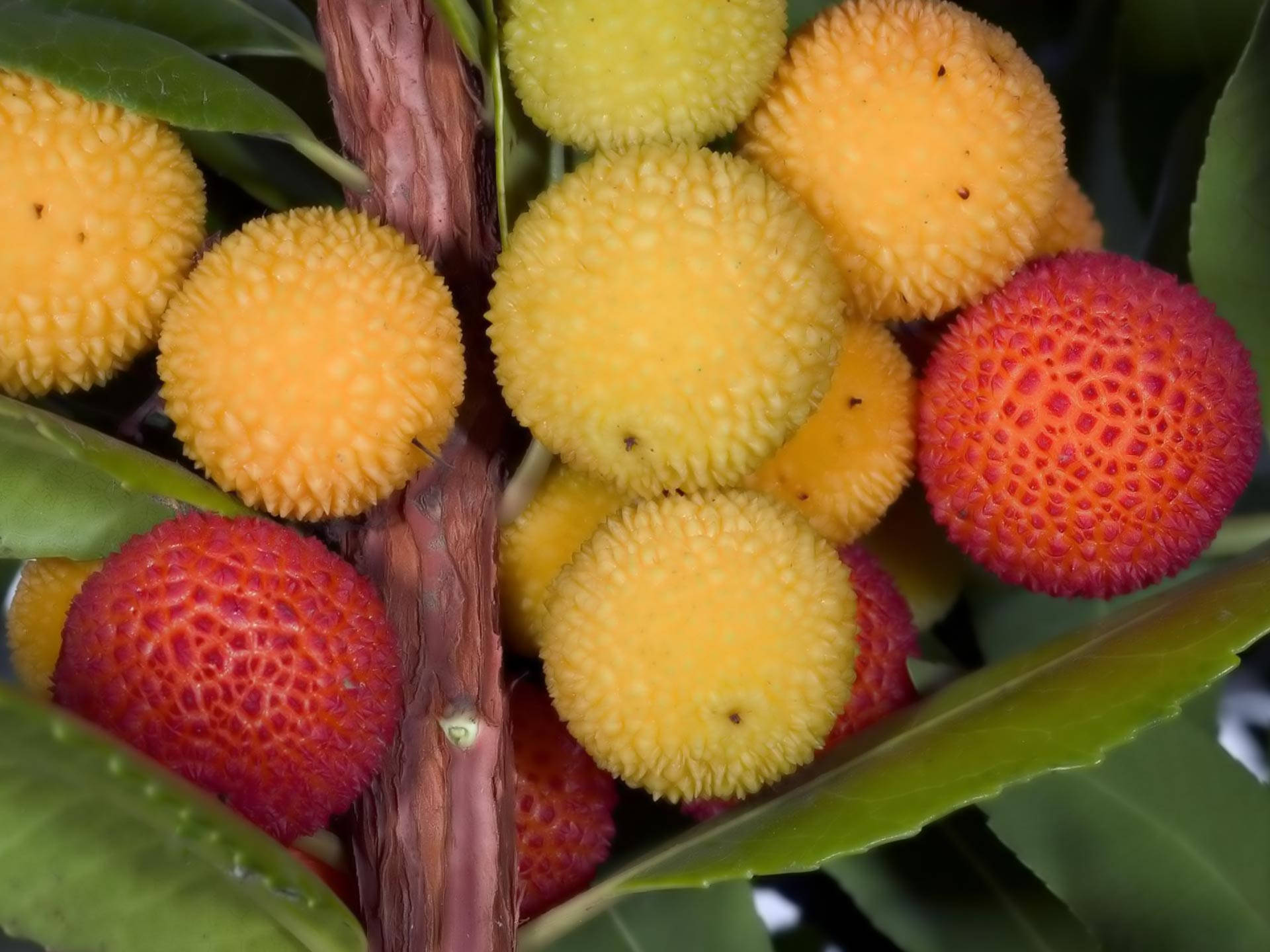 Colorful Tropical Lychee Fruit And Leaves Wallpaper