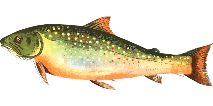 Colorful Trout Illustration PNG