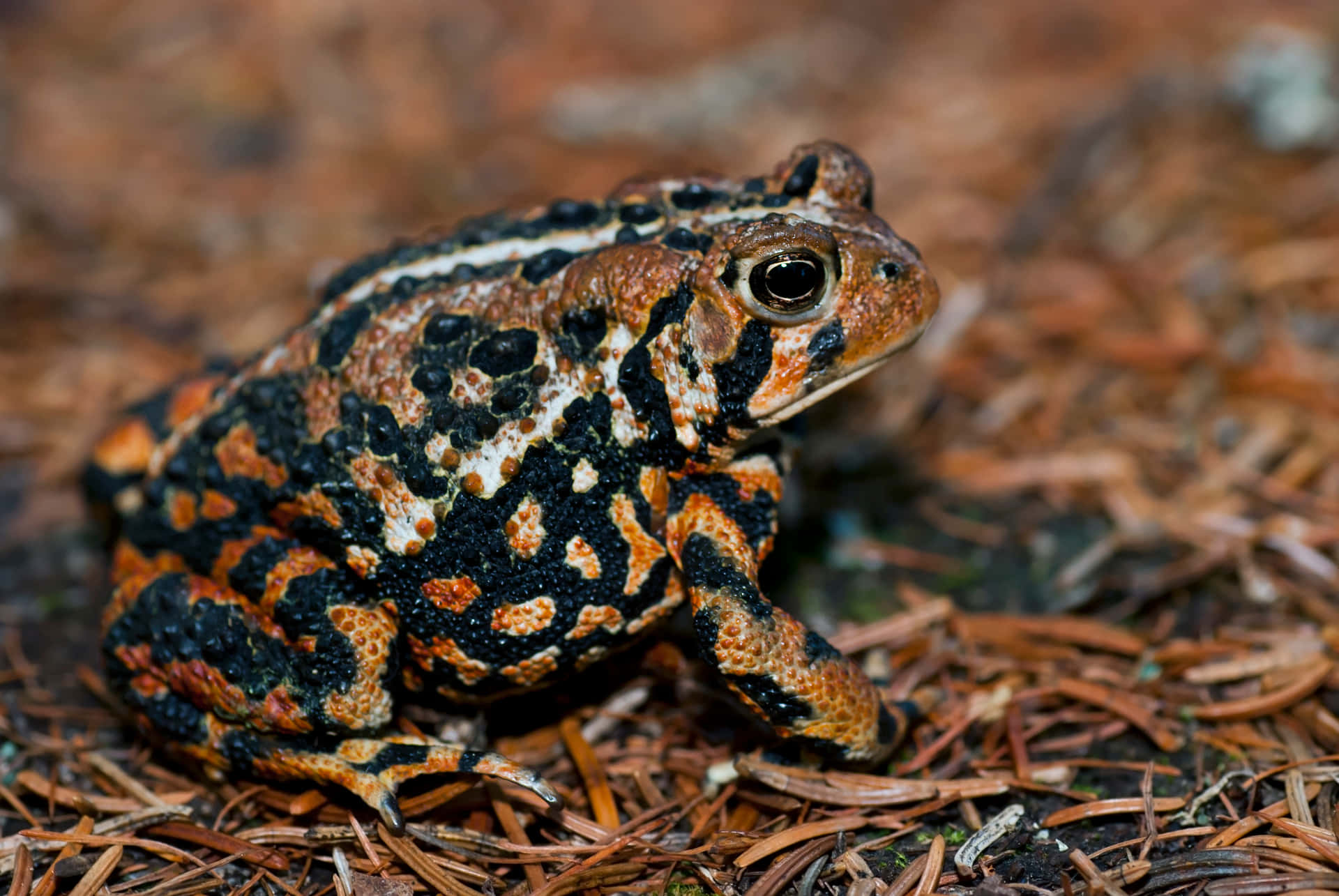 Colorful True Toadon Forest Floor.jpg Wallpaper