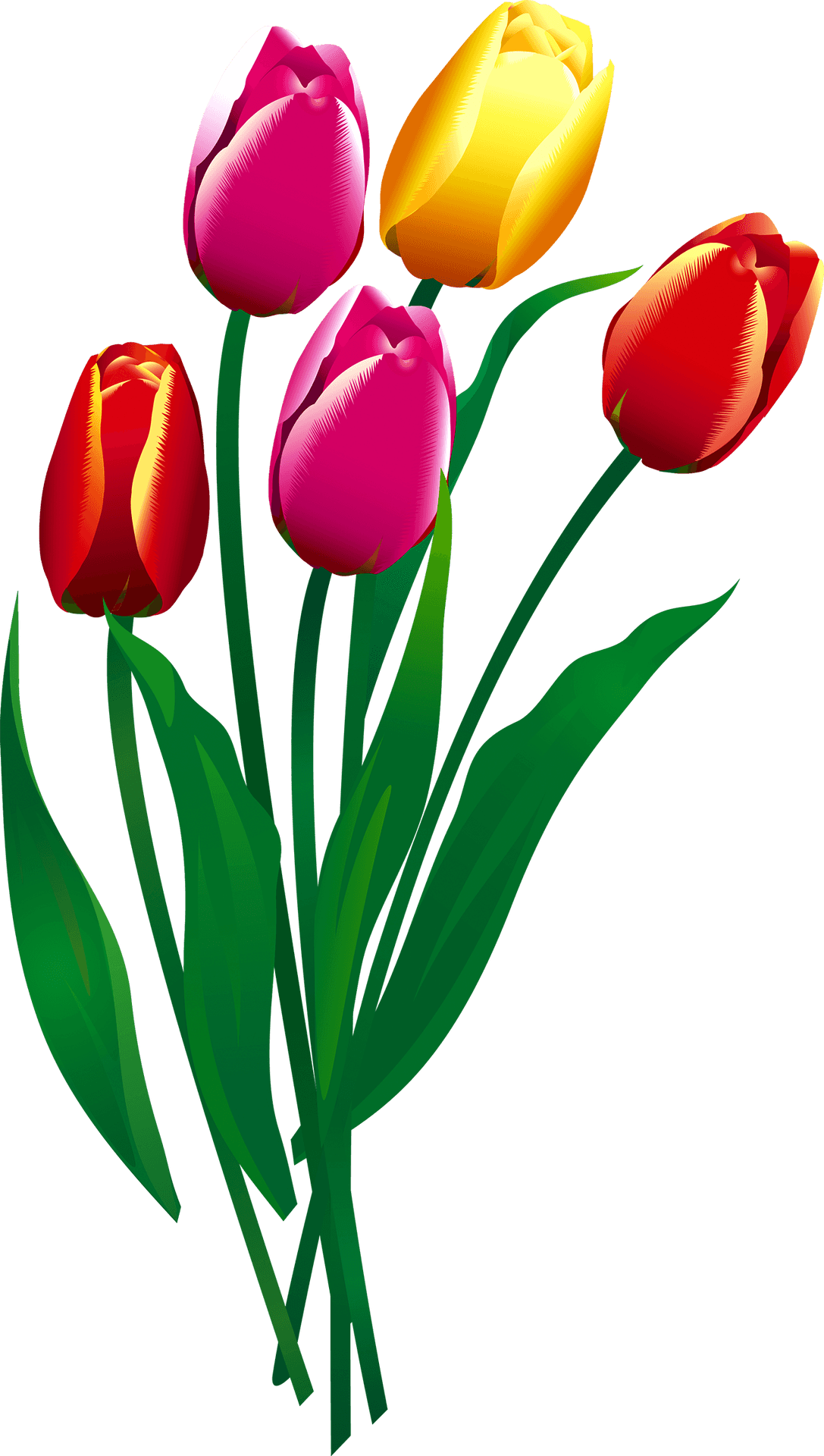 Colorful Tulip Bouquet Illustration PNG