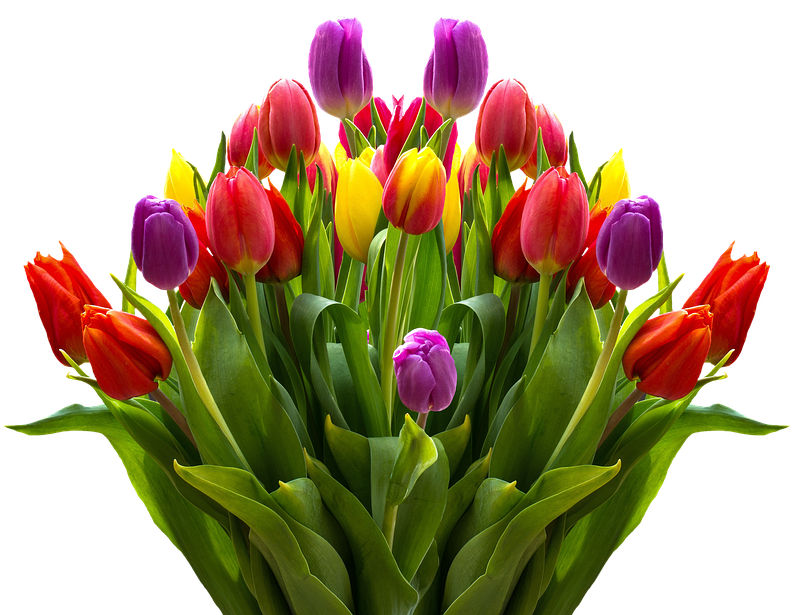 Colorful Tulip Bouquet Transparent Background PNG