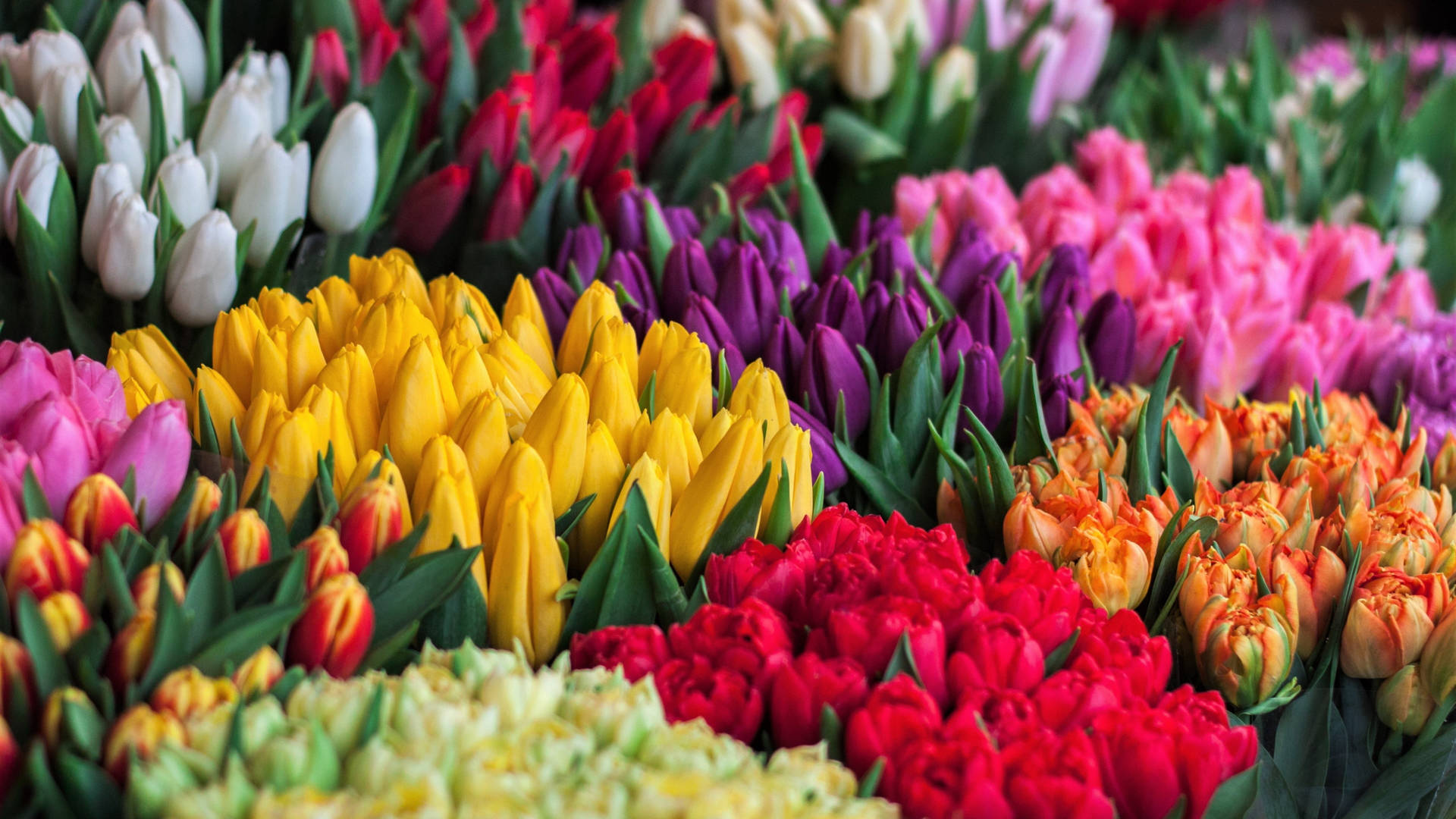 Mazzi Di Tulipani Colorati Full 4k Sfondo